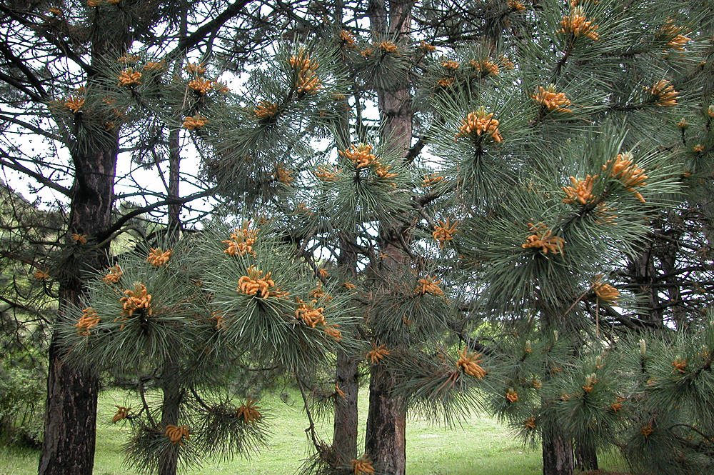 ფიჭვი - Pinus