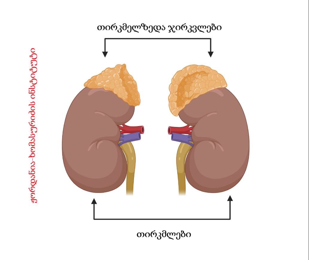 თირკმელზედა ჯირკვალი და რეპროდუქციული ჯანმრთელობა